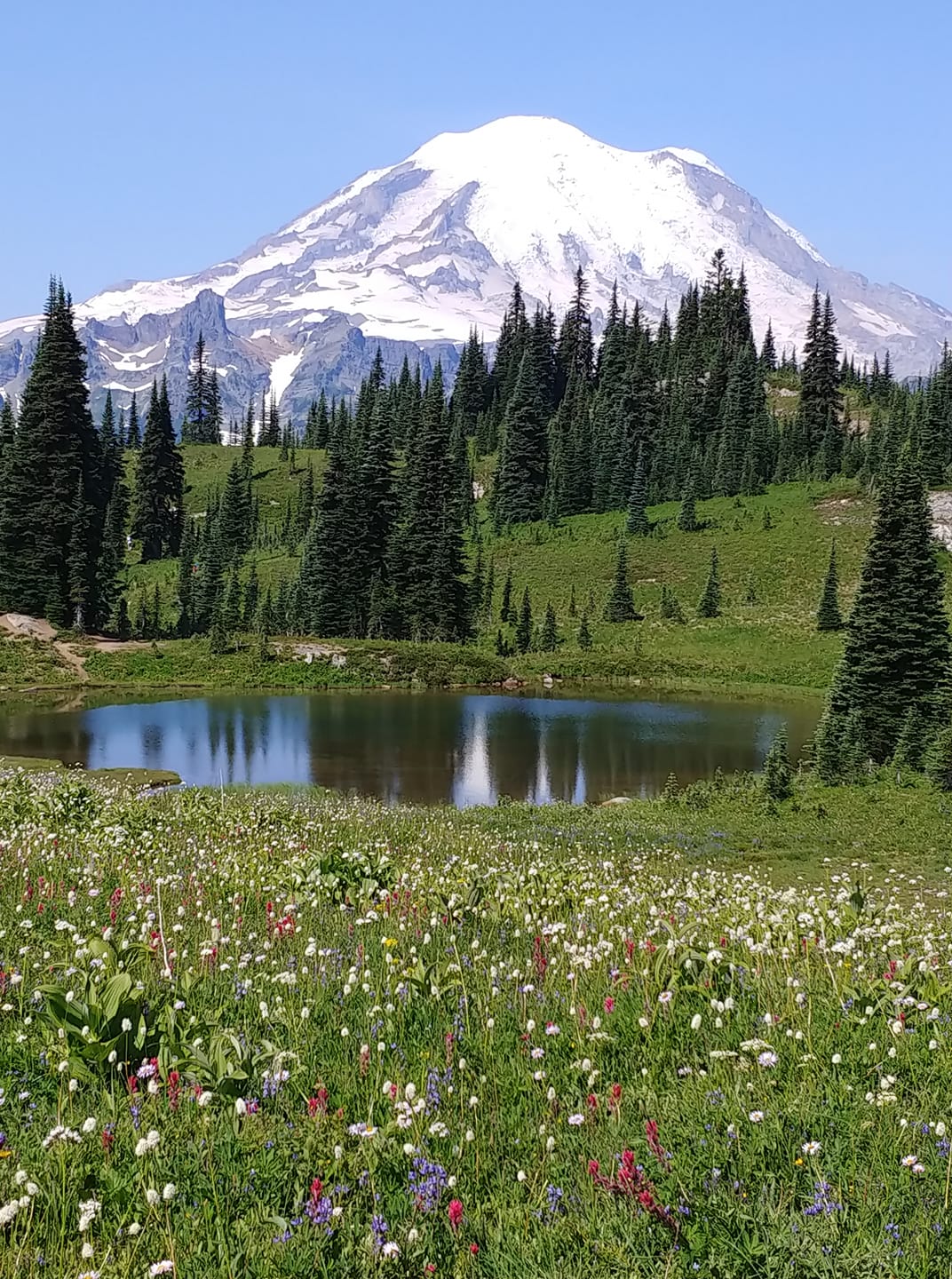 Nature's Renewal - MountainView